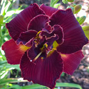 My Soul's Desire Daylily